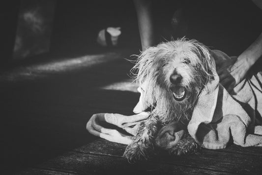 Toilettage chien: à la maison ou sur la route