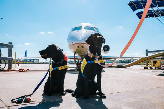 Chien en avion
