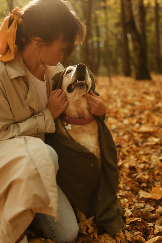 COLLIER POUR CHIEN