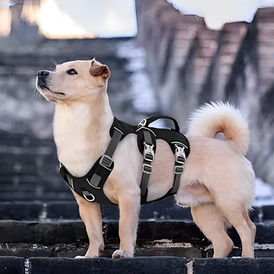 HARNAIS CHIEN 3 POINTS™