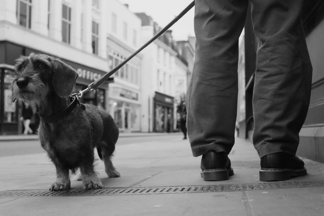 LAISSE POUR CHIEN