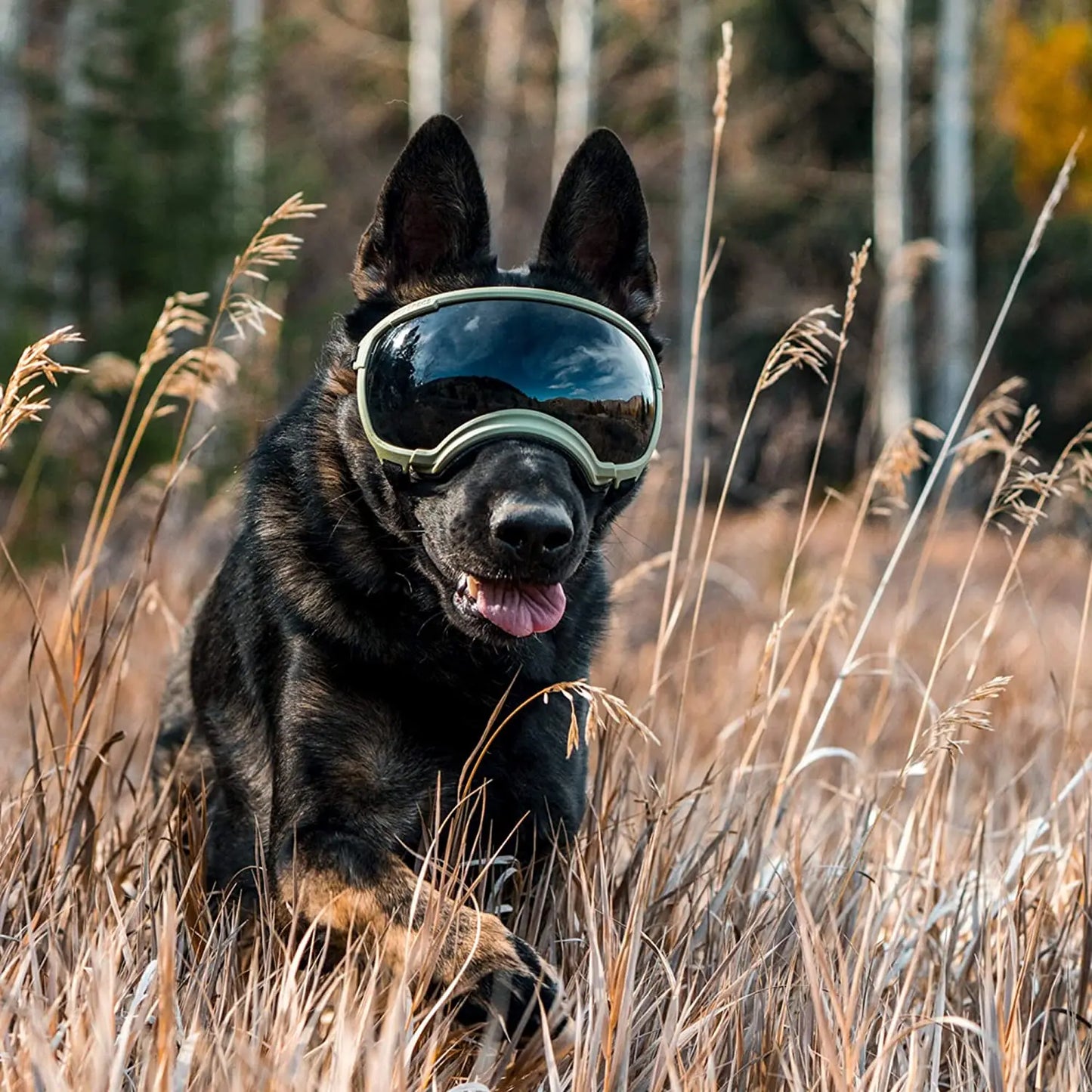 LUNETTE MOTO POUR CHIEN™