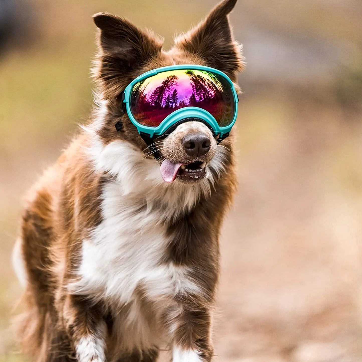LUNETTE MOTO POUR CHIEN™