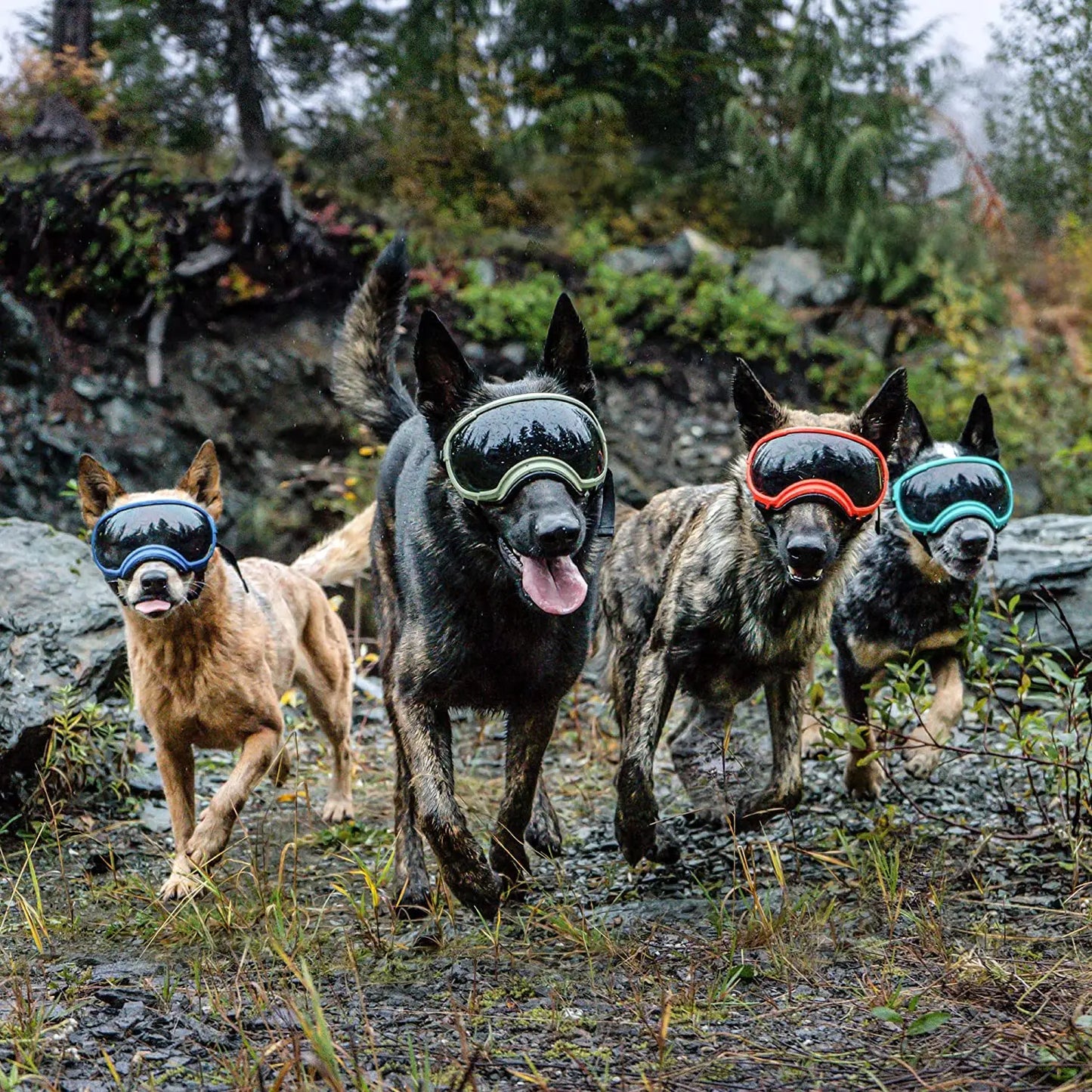 LUNETTE MOTO POUR CHIEN™
