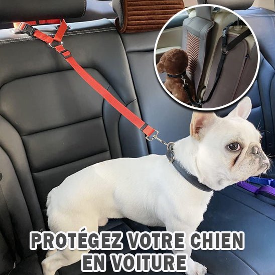 Ceinture de sécurité chien - Pupsterforlife